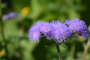 紫花藿香蓟花语-成都蘑菇花花艺培训机构