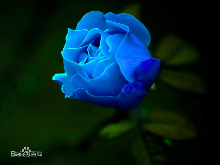 蓝色妖姬花语是什么-不同数量蓝色妖姬的花语