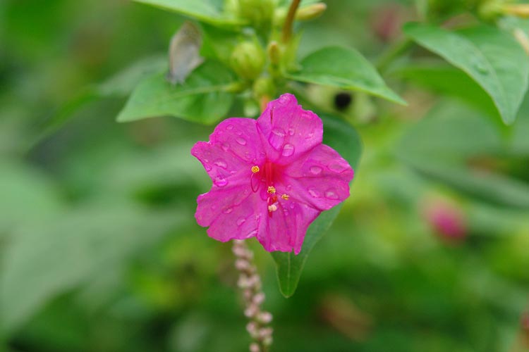 紫茉莉花语是什么，地雷花花语，胭脂花花语